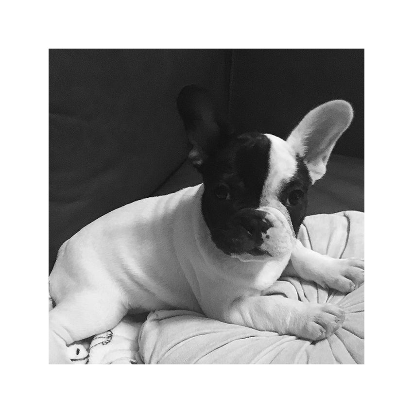 The Ultimate New Puppy Checklist: Dog Supplies and Products for Dogs Every Owner Needs