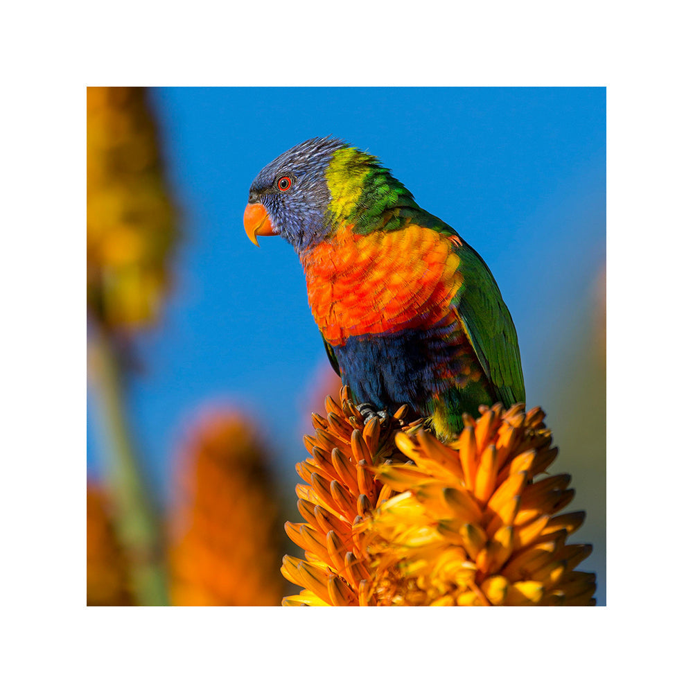 Spring is in the Air! Your Guide to a Happy, Healthy Dog This Season