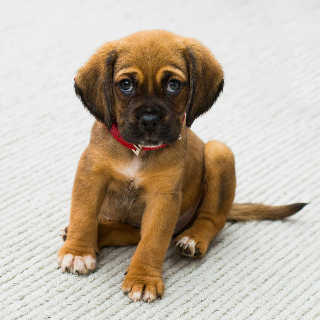 The Puppy Survival Guide: Your First 60 Days with a New Puppy