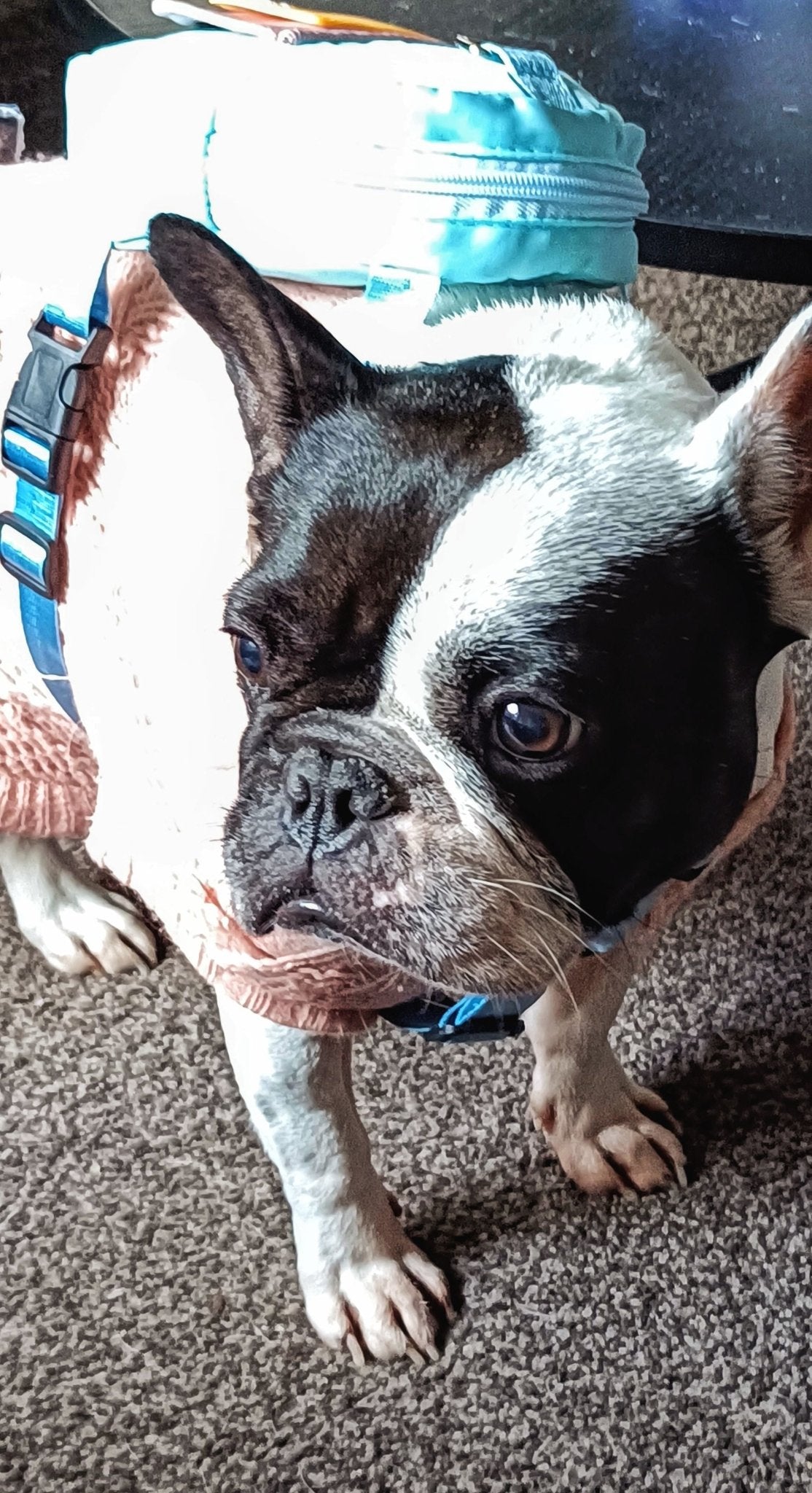 Cute French Bulldog wearing a pink sweater and a blue backpack for dogs, a perfect example of stylish dog outfits and dog apparel.