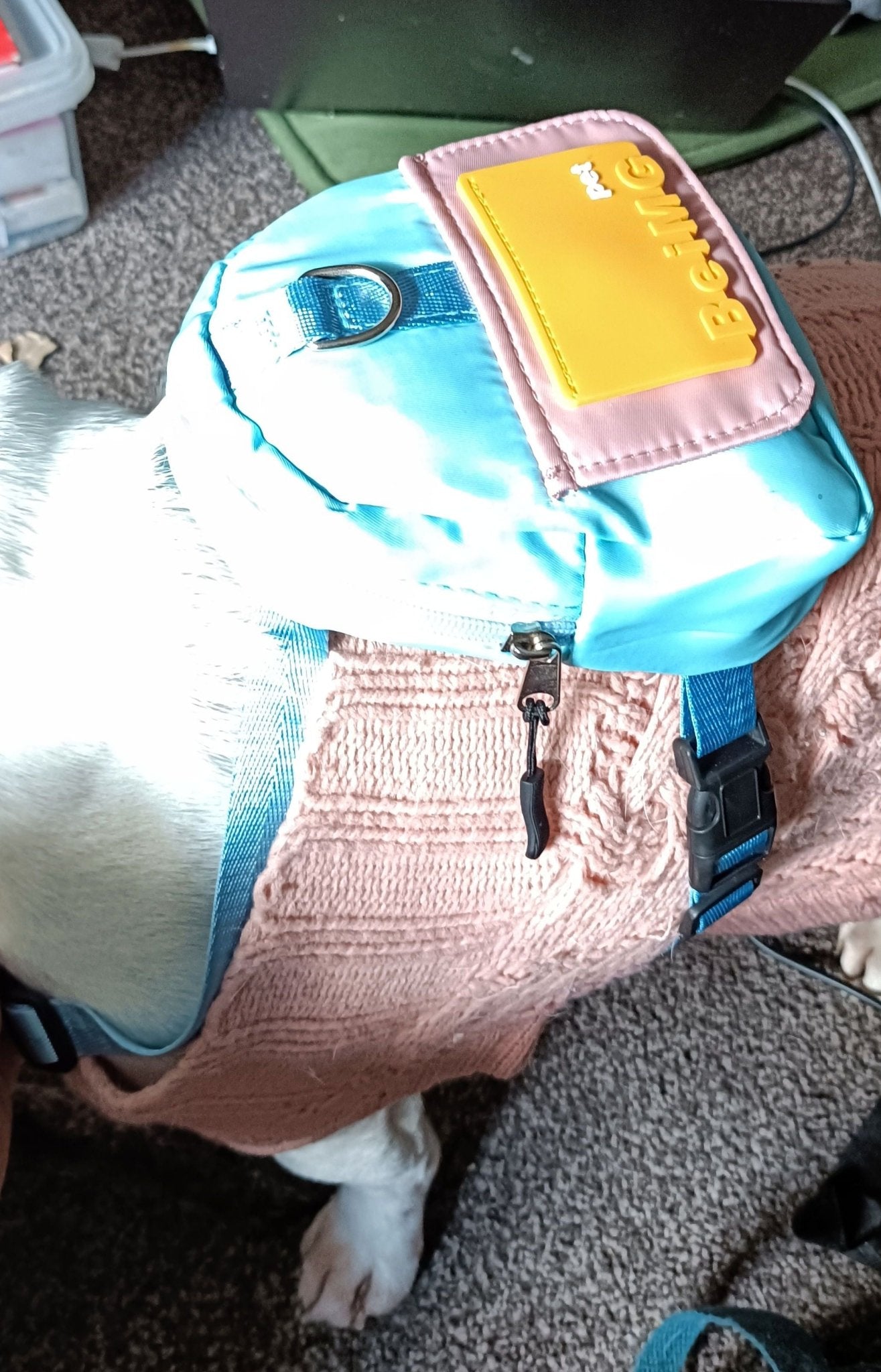 Overhead view of a French Bulldog in a pink sweater and blue backpack for dogs, showcasing a practical and cute dog outfit from our pet clothes collection.