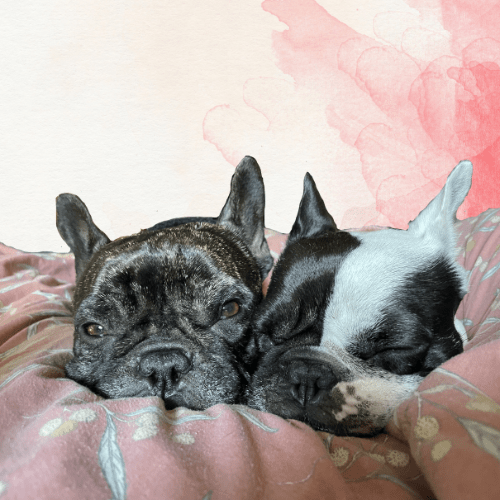 Hello World! Welcome to the new 'Dog Blog' - Koji & me. 