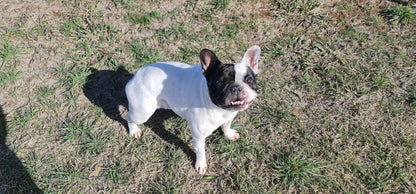 Organic Hydrating Bone Broth with Ginger and Parsley - Koji & me.