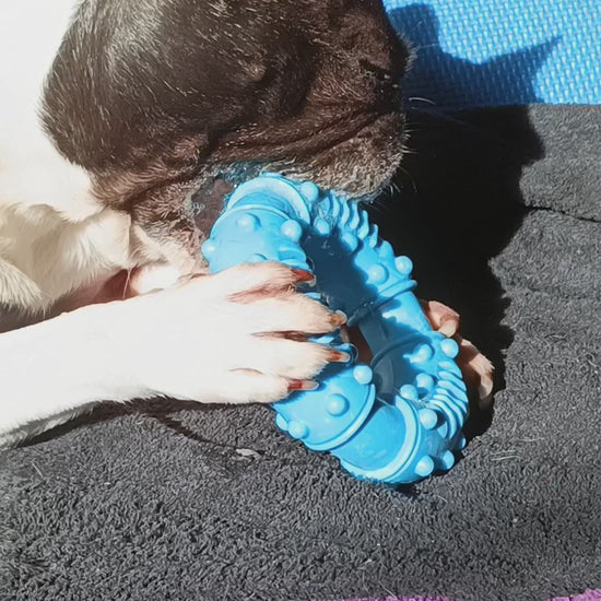french bulldog chewing blue rubber ring toy with drool coming out of her mouth 
