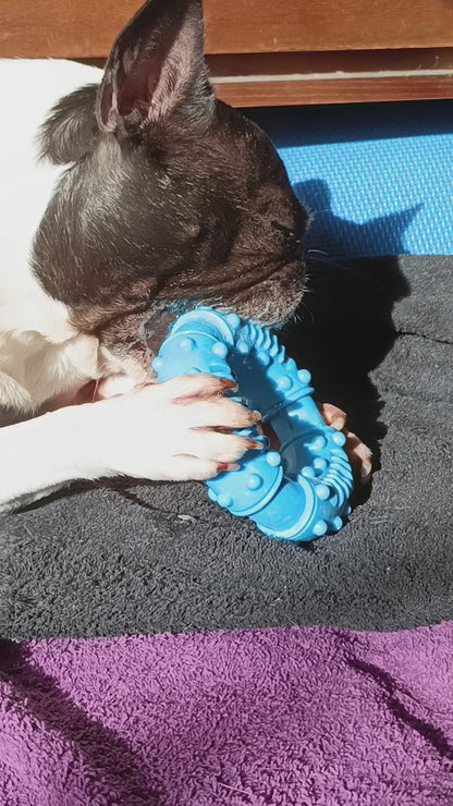 french bulldog chewing blue rubber ring toy with drool coming out of her mouth 