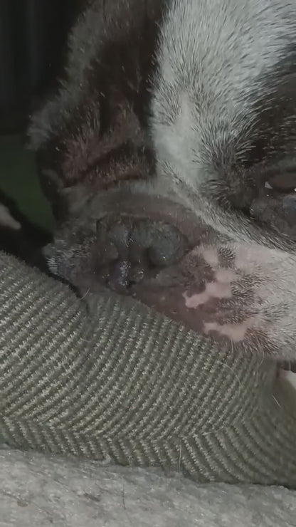 A close-up video showing a dog named Audrey gently sucking on her plush nooking bone, demonstrating the natural dog nooking behaviour.