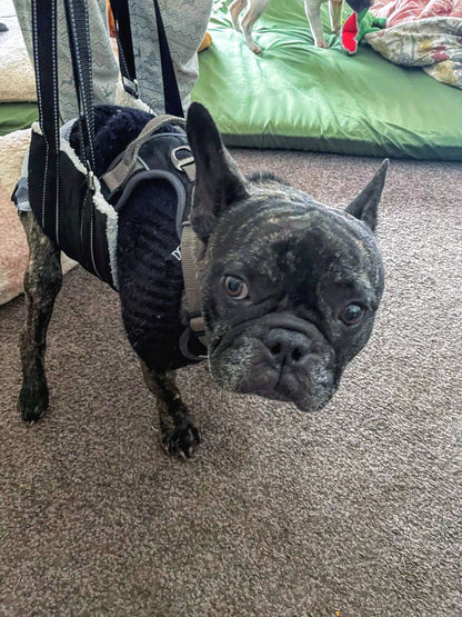 Support Sling - Koji & me.